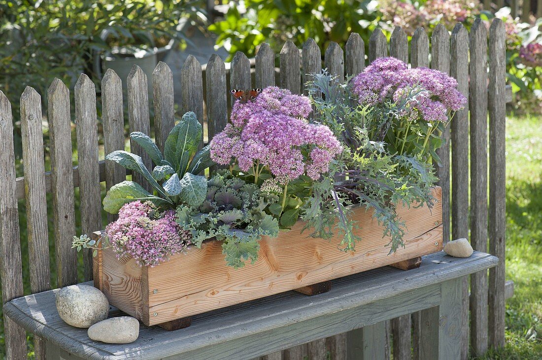 Homemade wooden box planted autumn