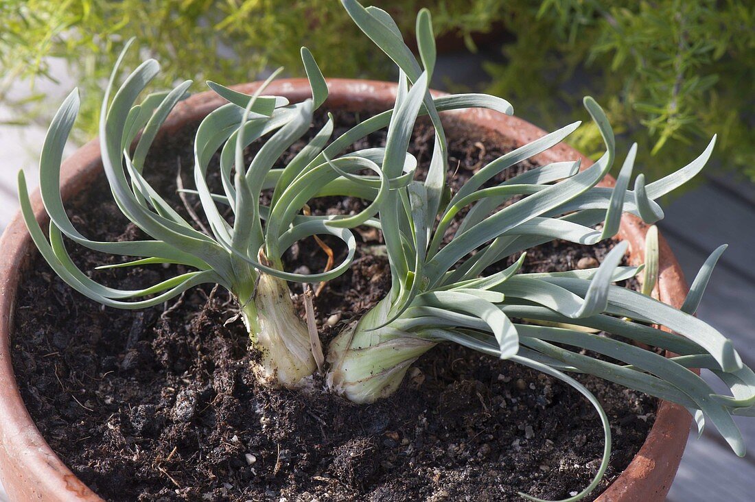 Allium senescens var. glaucum (Berglauch)