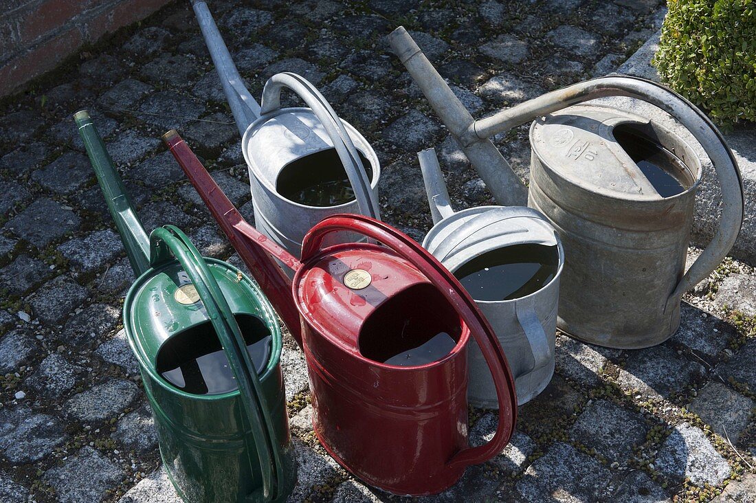 Place filled watering cans in the sun to warm the water