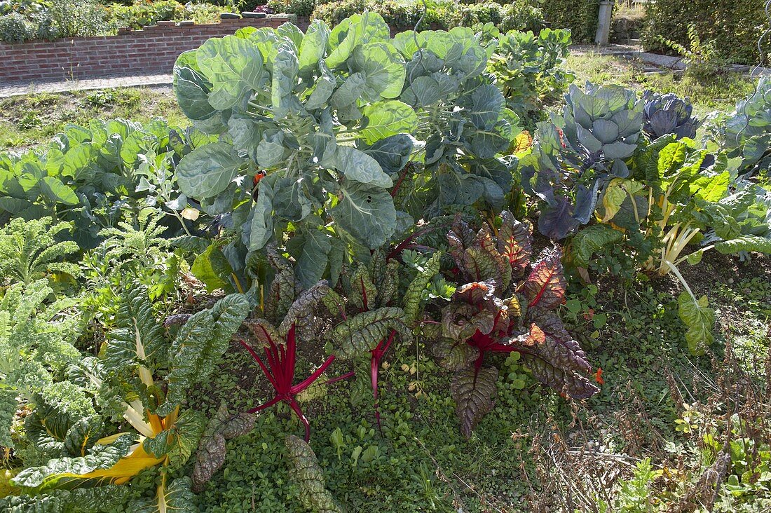Moundbed with chard 'Bright Lights' and brussels sprouts