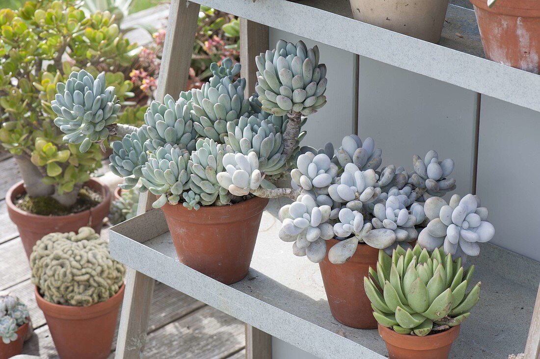 Pachyphytum oviferum (moonstone) and Echeveria in clay pots