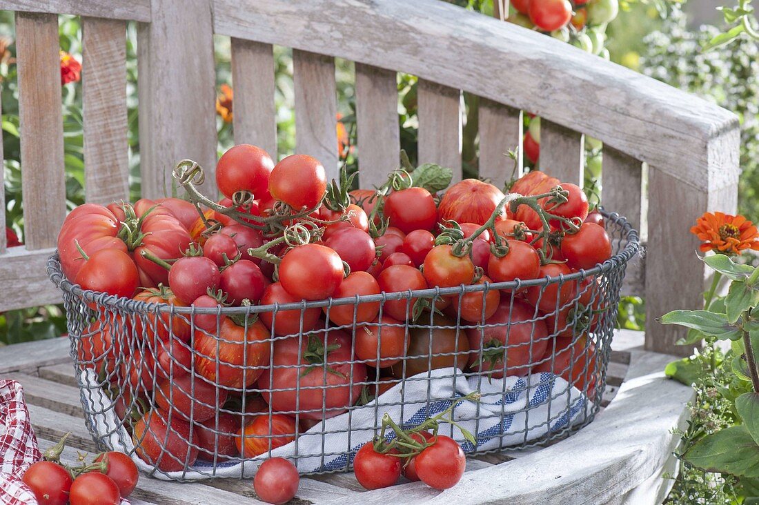 Freshly picked tomatoes in wire basket