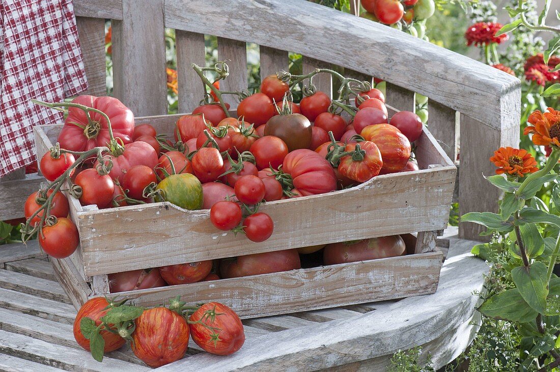 Frisch gepflueckte Tomaten (Lycopersicon) in Holzkiste