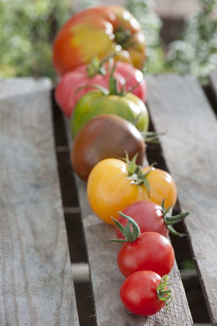 Tomaten (Lycopersicon) nach Grösse in Reihe gelegt