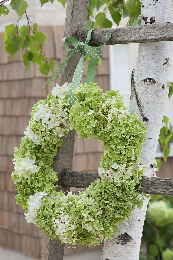 Green and white hydrangea wreath hanged on old wooden ladder