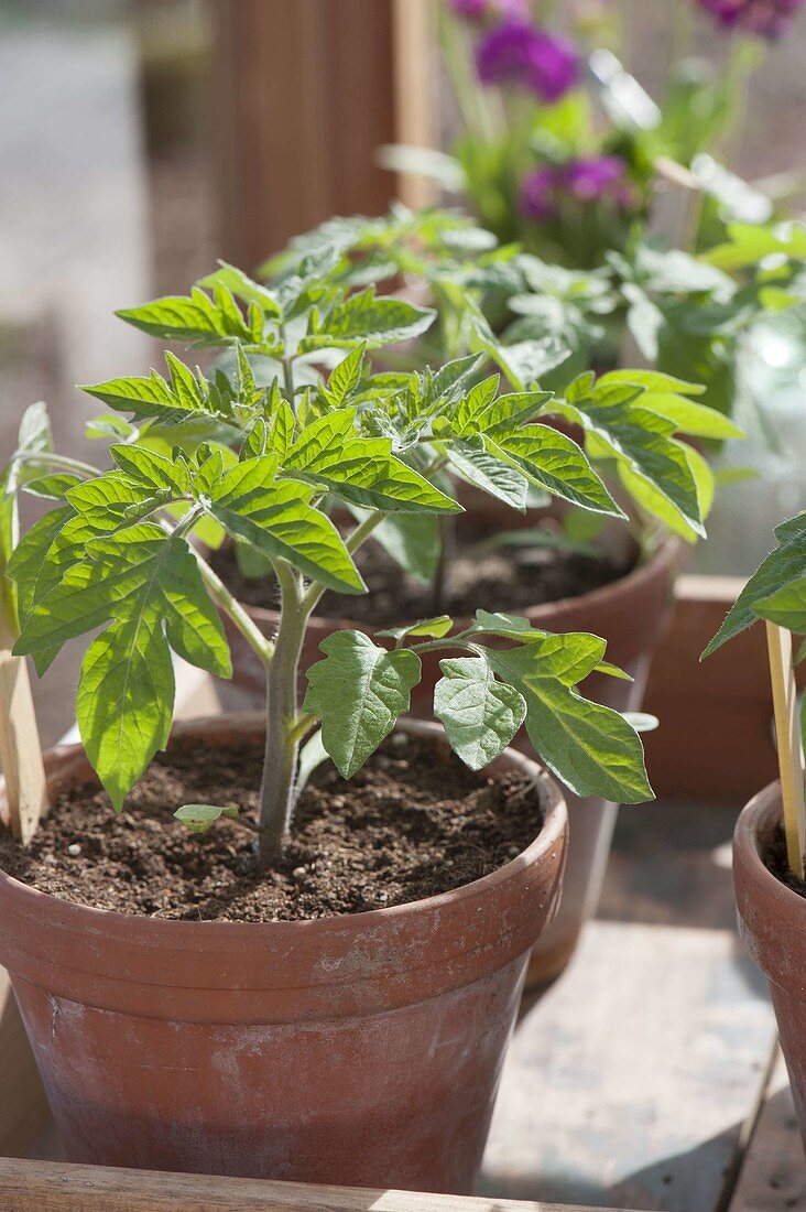 Tomaten selbst anziehen