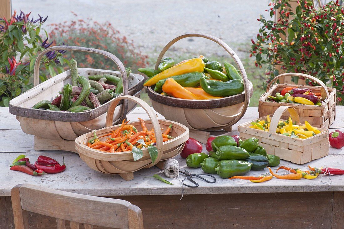 Baskets of freshly picked peppers, hot peppers and chili