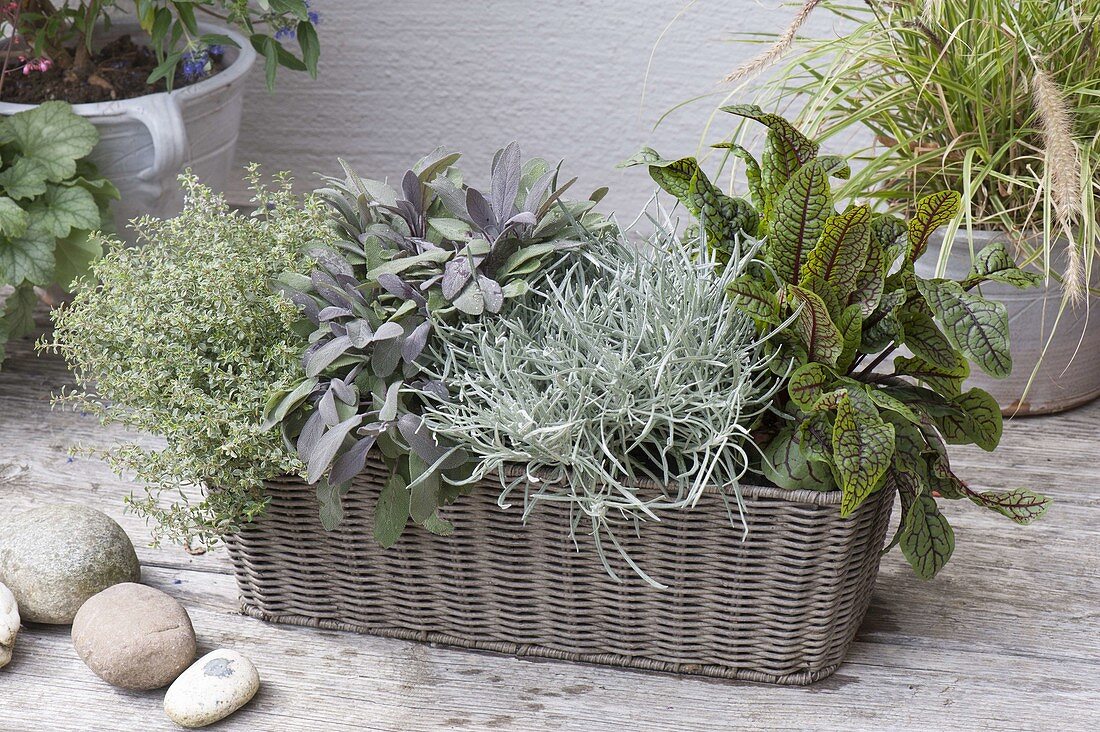 Herbs in the basket box