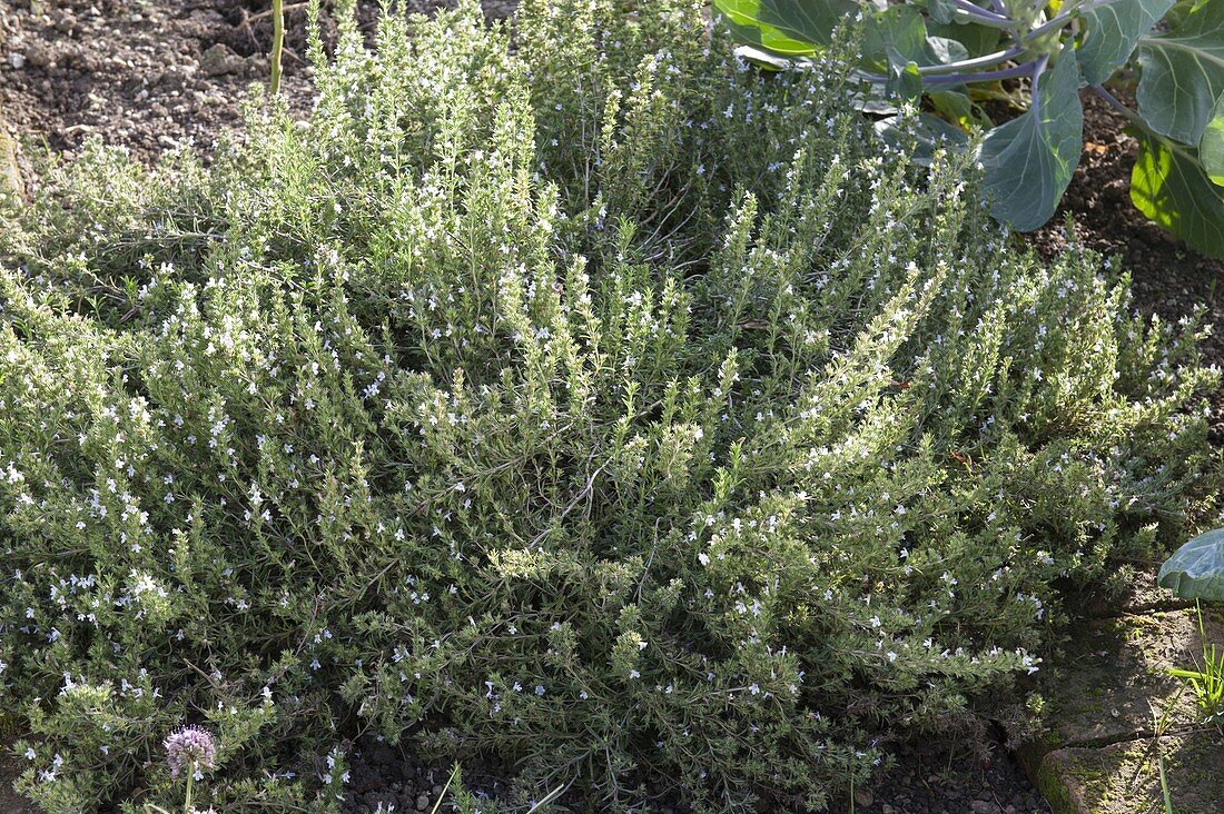 Winter hard savory (winter savory) in the bed