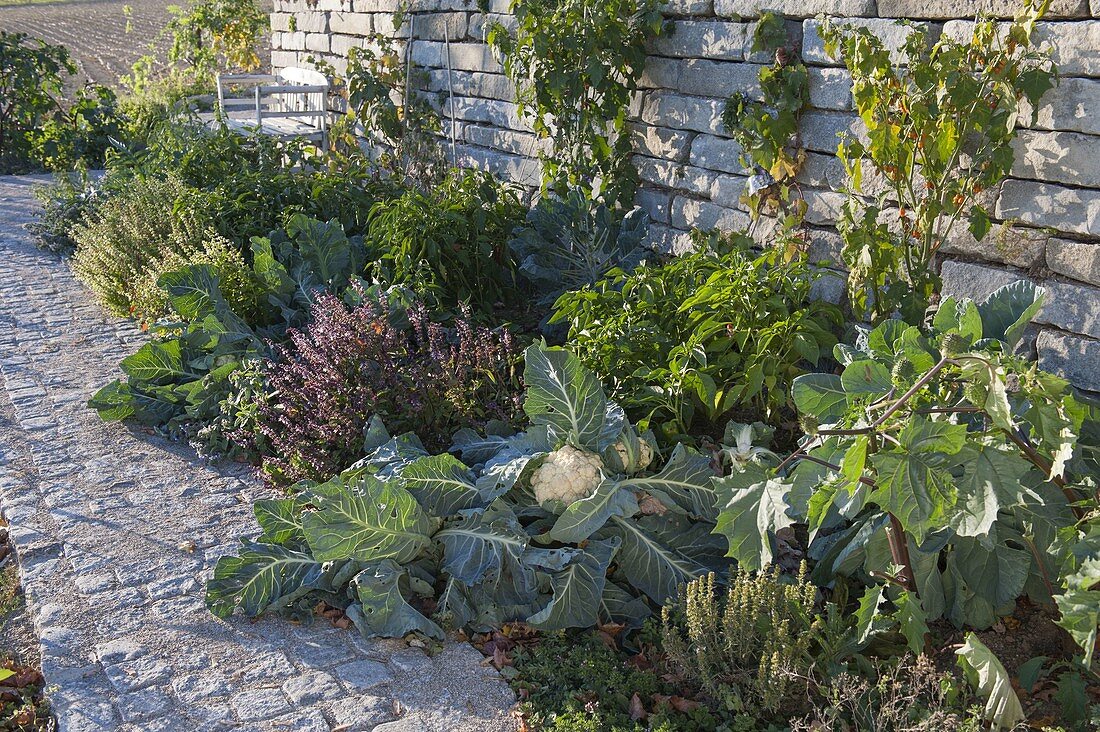 Vegetable and herb bed in front of retaining wall