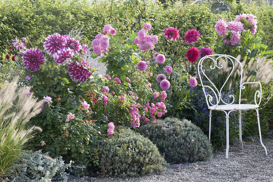 Seating area at the rose pink bed with dahlia, roses