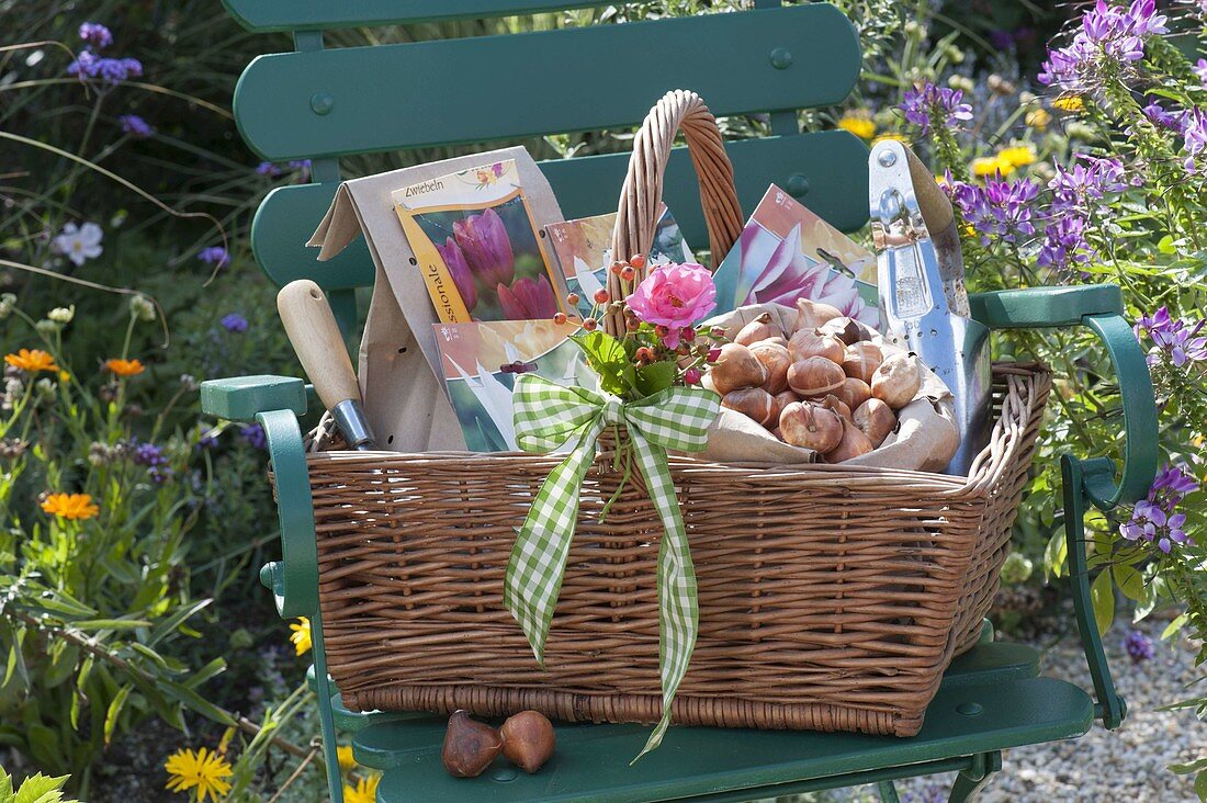 Geschenkkorb für einen Gartenfreund : Tulipa (Tulpen-Zwiebeln)