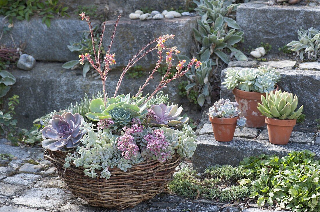 Basket and clay pots with sedum (stonecrop), echeveria