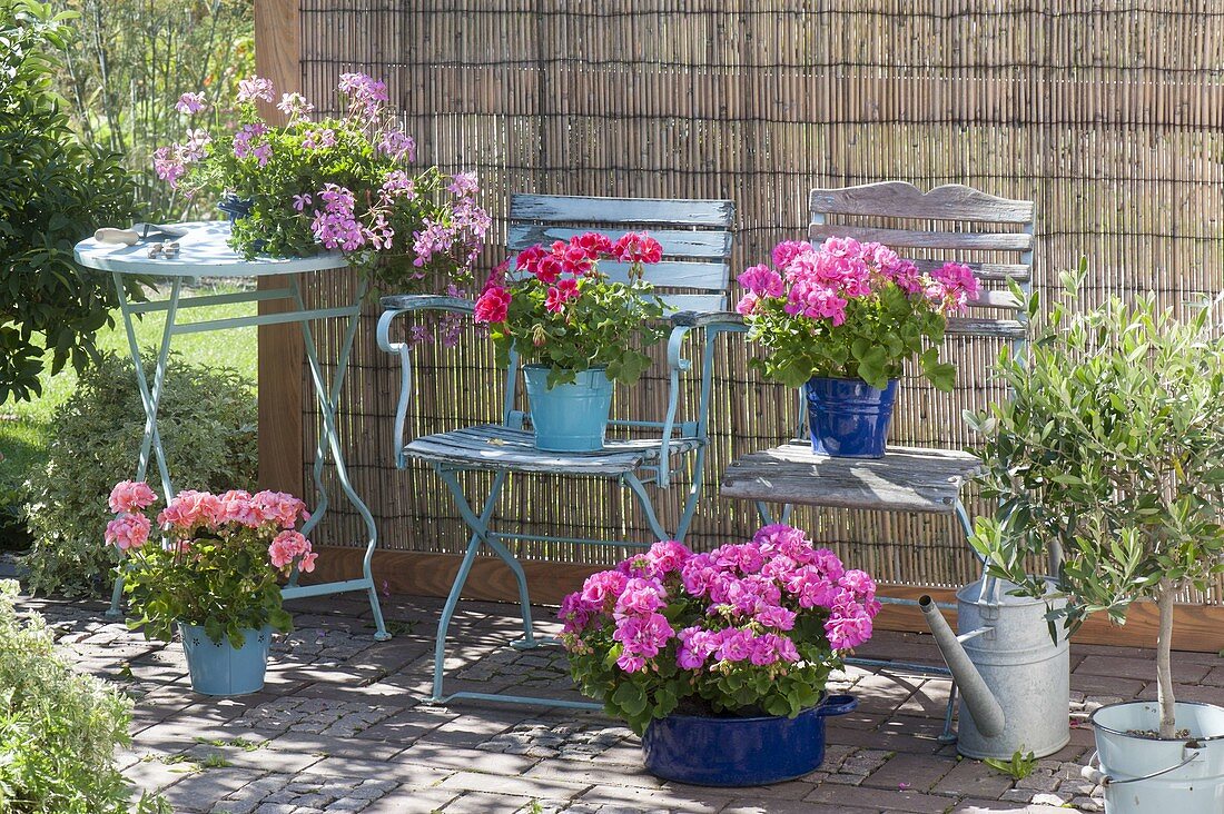 Geranien-Terrasse mit Sichtschutzmatte