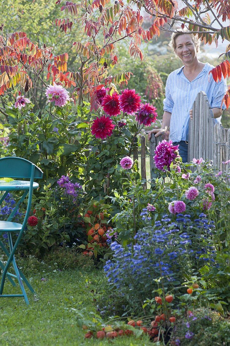 Frühherbst im kleinen Garten : Dahlia (Dahlien), Rhus typhina (Essigbaum)