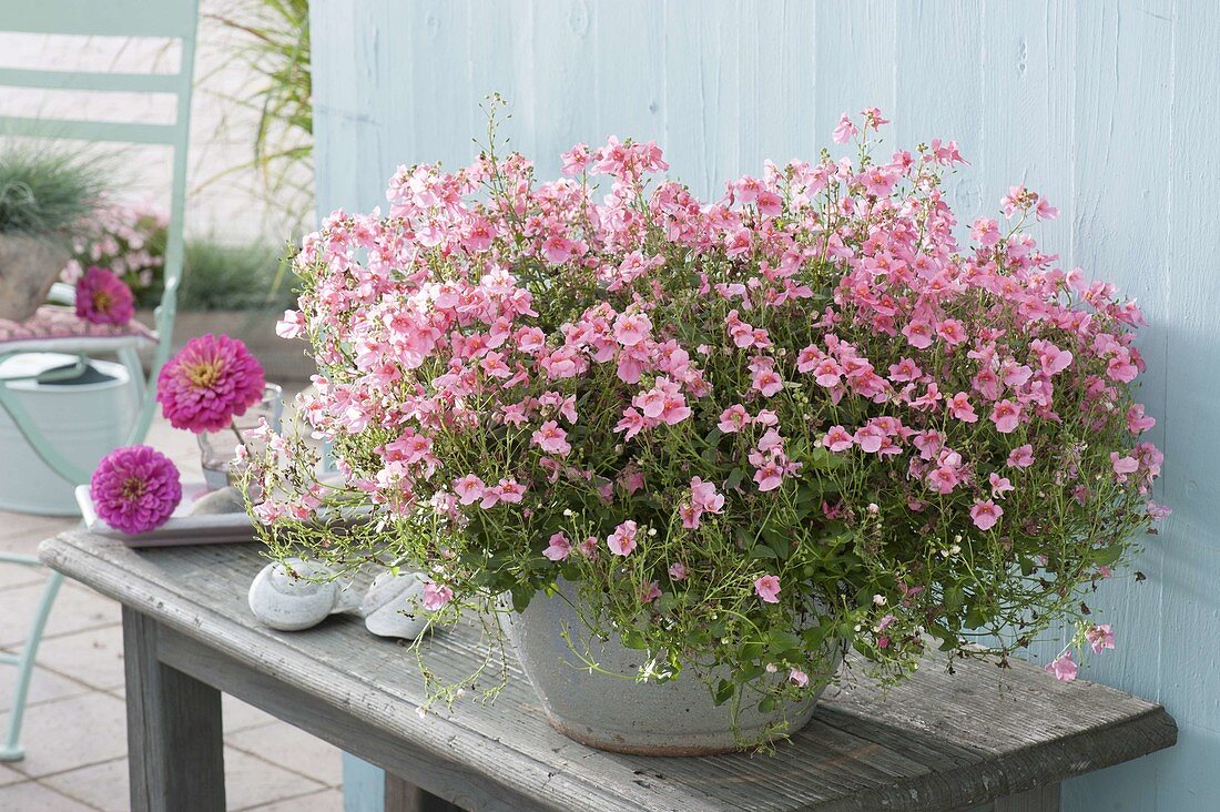 Diascia Breezee 'Plus Pink' (Elfensporn) auf Beistelltisch