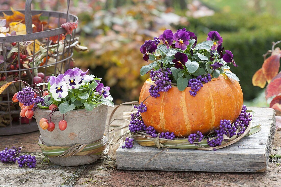 Viola cornuta in pumpkin planter, decorated with berries