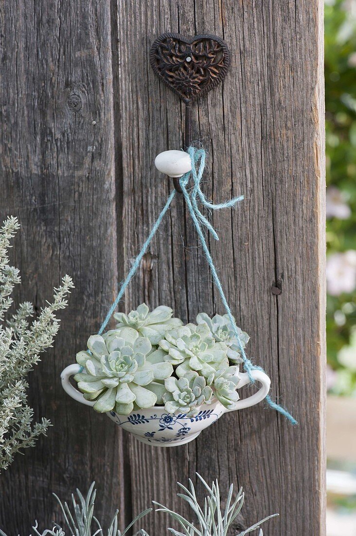 Echeveria in soup cup hung on coat hooks