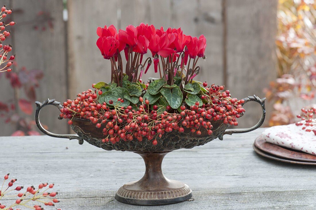 Old fruit bowl with foot planted with Cyclamen, Rosa