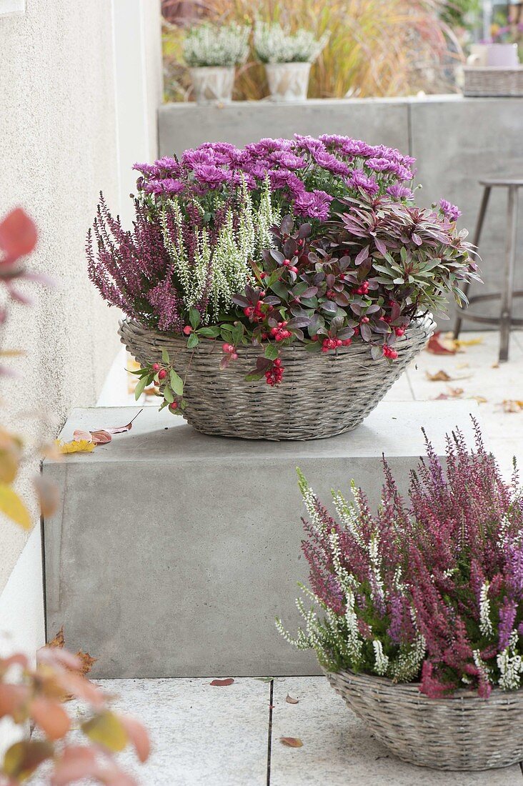 Baskets with autumn plants - Calluna 'Garden Girls' 'Beauty Ladies'