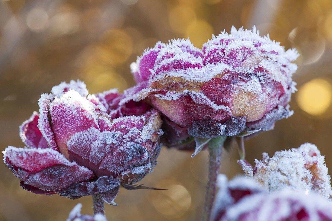 Frozen Rose Petal Pink (Rose)