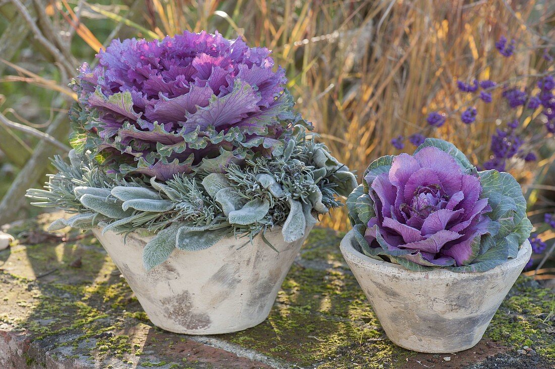 Violetter Zierkohl (Brassica) in konischen Toepfen, Kranz aus Lavendel