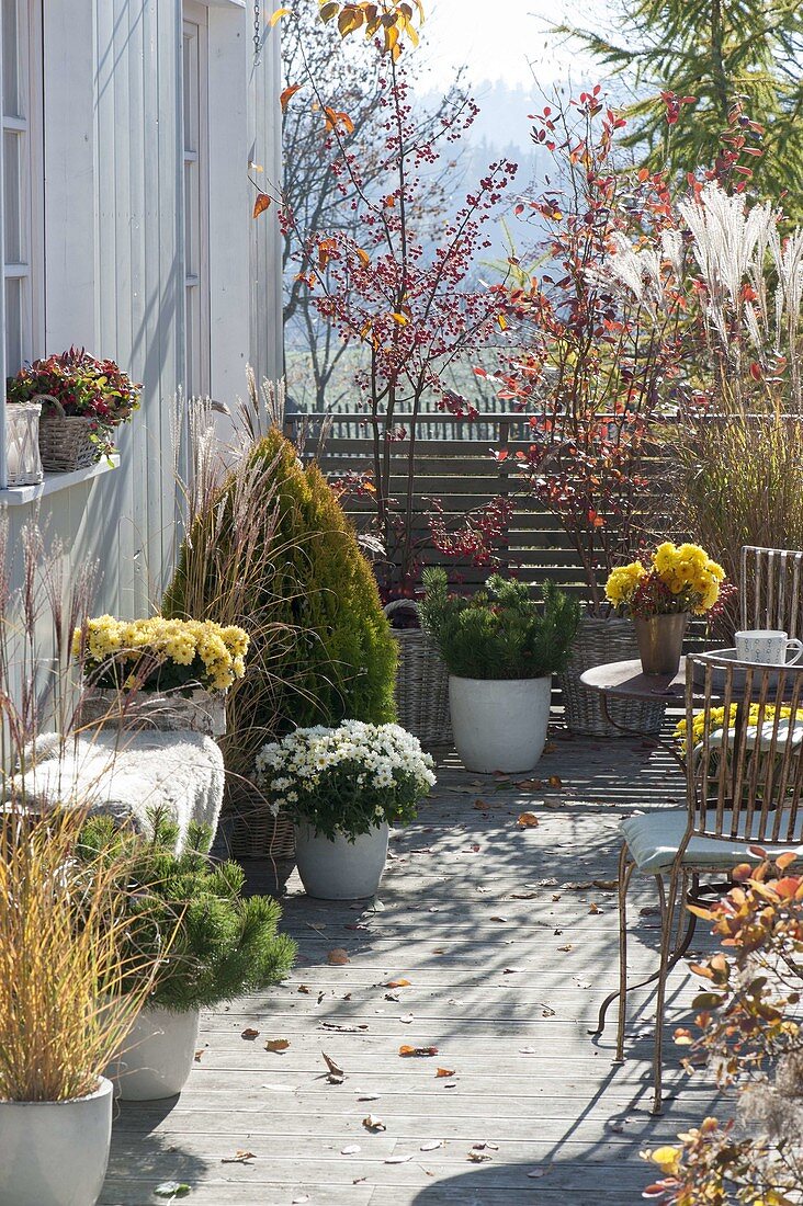 Autumn terrace with miscanthus (miscanthus), chrysanthemum