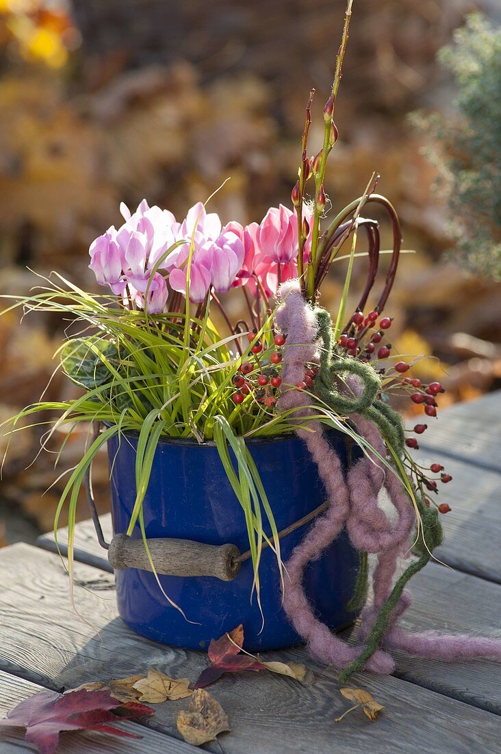Blue enamel pot with Cyclamen and Carex
