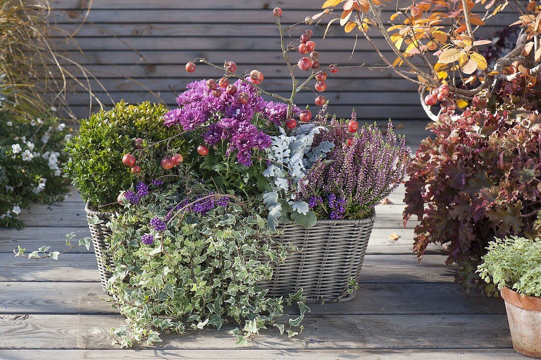 Basket with Buxus (Box) Sphere, Hedera 'Mini-Ester' (Ivy)