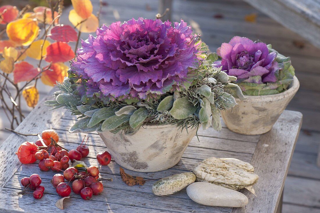 Violet cabbage in conical pots, lavender wreath