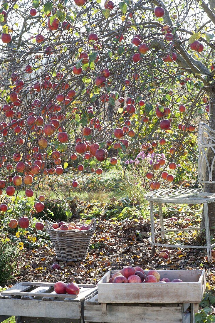 Apfelbaum (Malus) mit vielen Früchten im Spätherbst