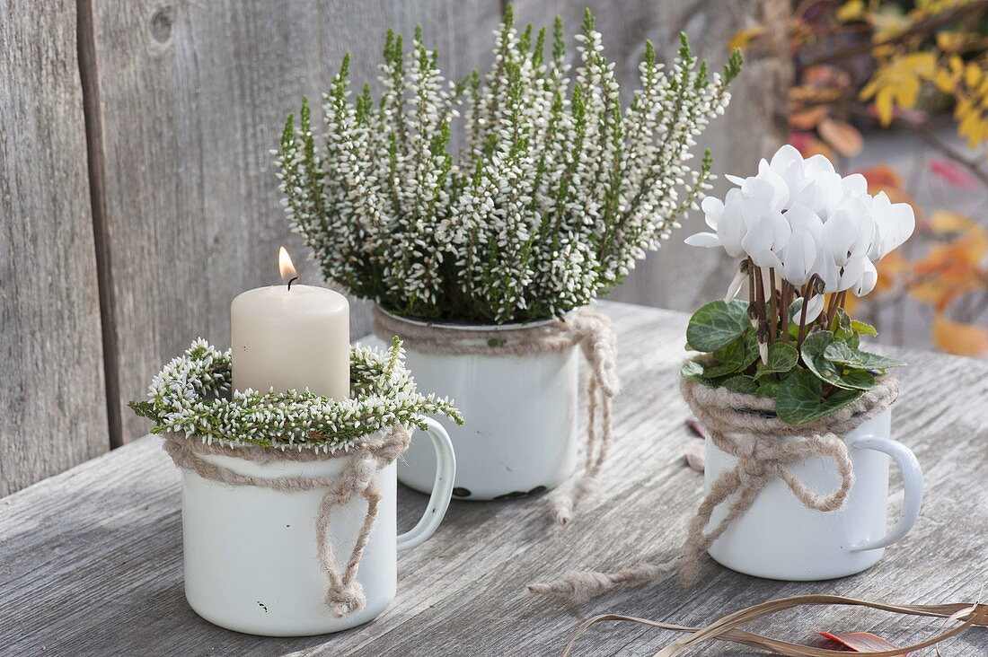 Small arrangement with white enamel pots, Calluna 'Alicia'