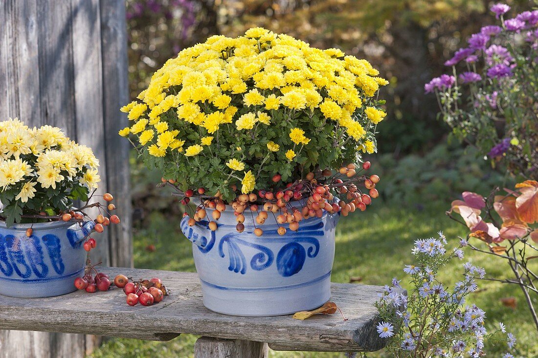Chrysanthemum (Herbstchrysantheme) in Schmalztoepfen