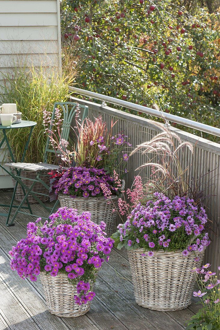 Autumnally planted balcony with Aster dumosus, Pennisetum