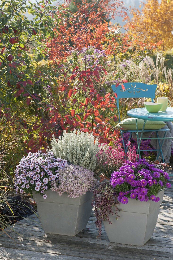 Gray bucket with Aster dumosus (bushy aster), Sedum