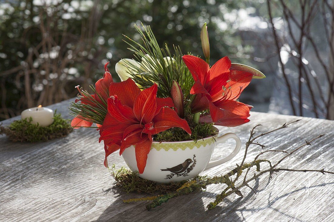 Small bouquet of Hippeastrum (Amaryllis) and Pinus (pine)