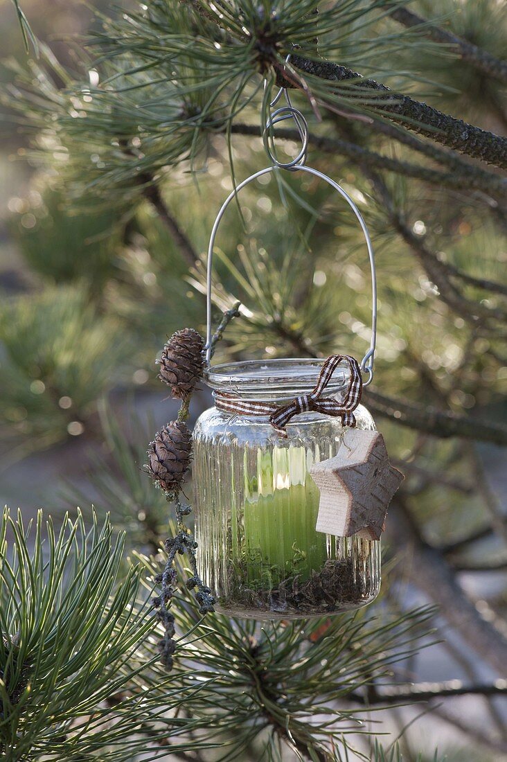 Glass with wire hanger hung as a lantern in pinus (pine)