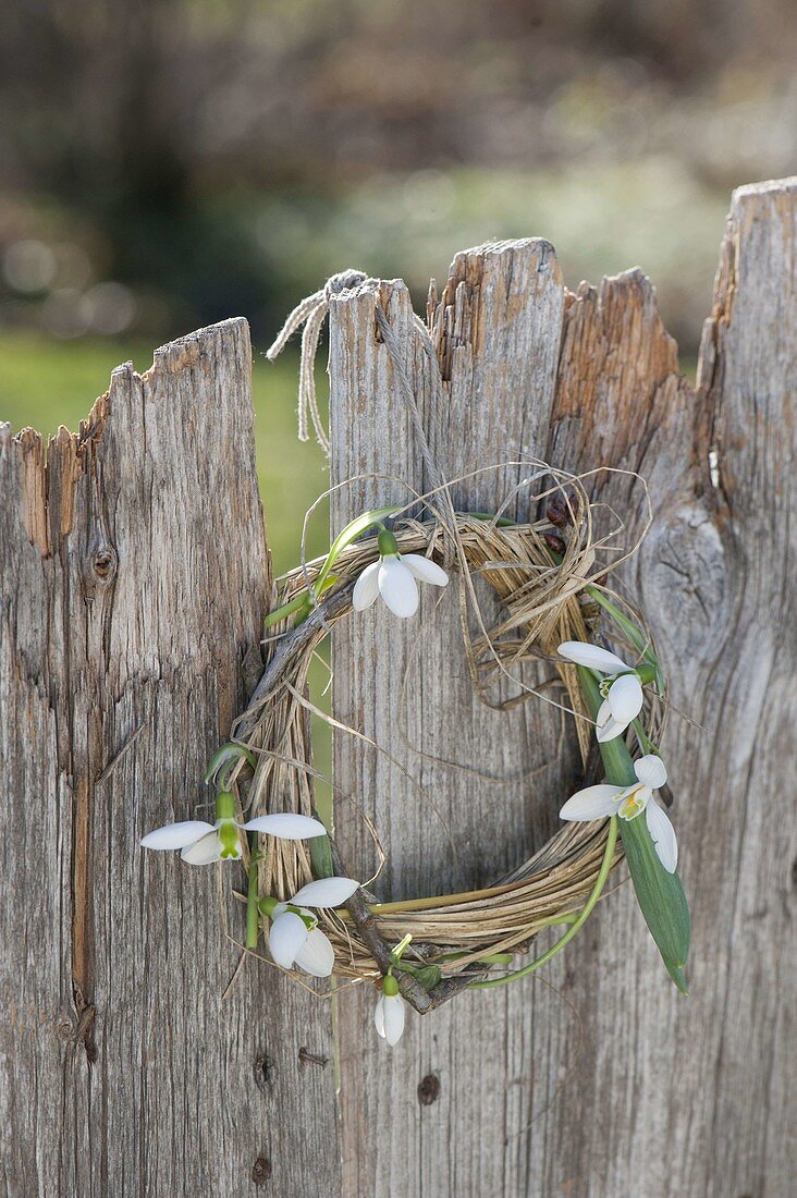 Kränzchen aus Galanthus (Schneeglöckchen), Zweig und Gras