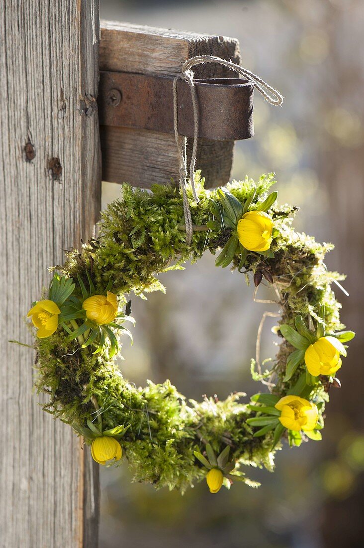 Wreath with moss and eranthis (winter aconite)