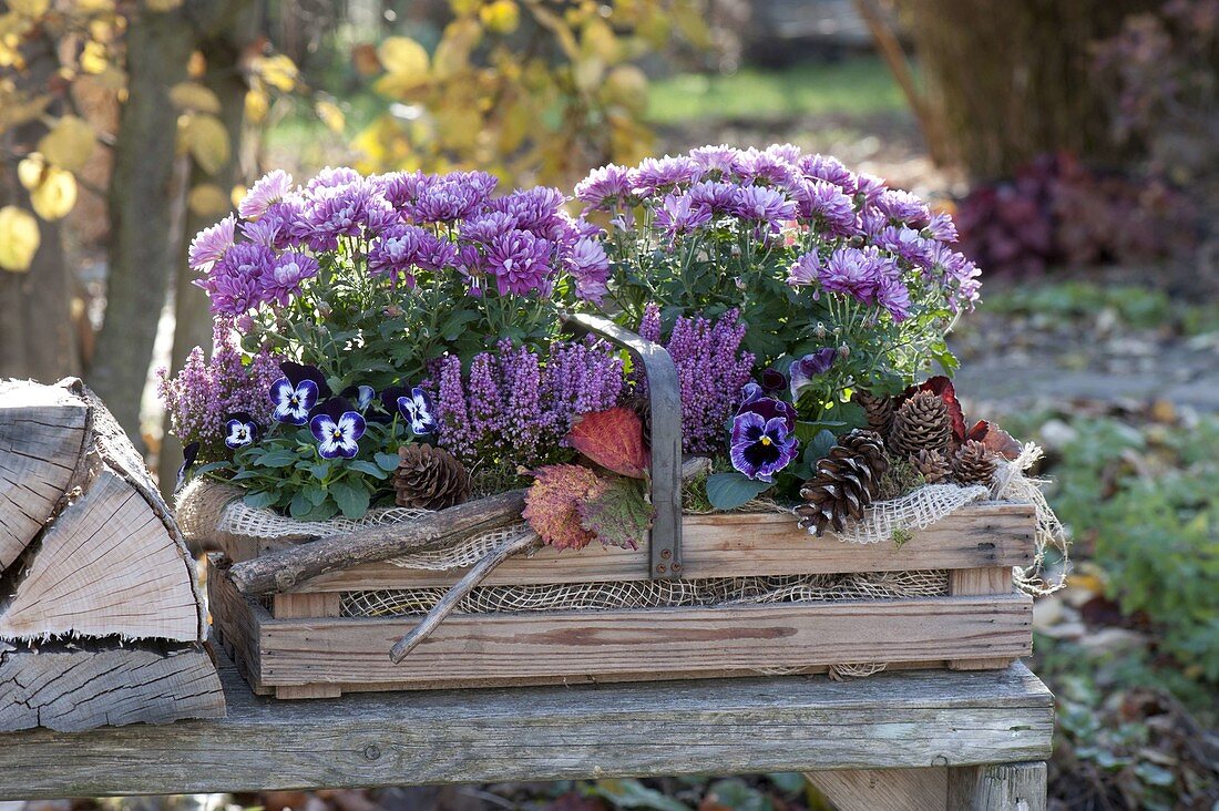 Wooden basket with Chrysanthemum (autumn chrysanthemum), Viola cornuta