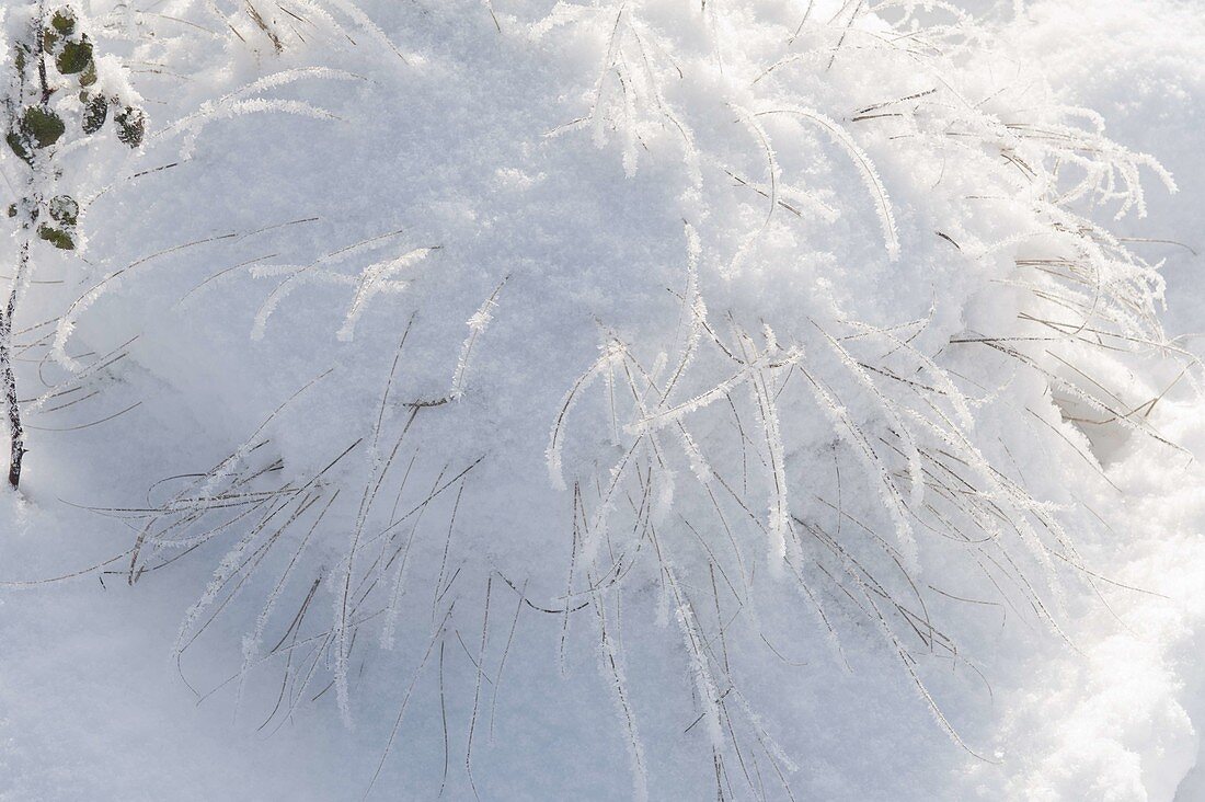 Pennisetum (Federborstengras, Lampenputzergras) unter Schneedecke