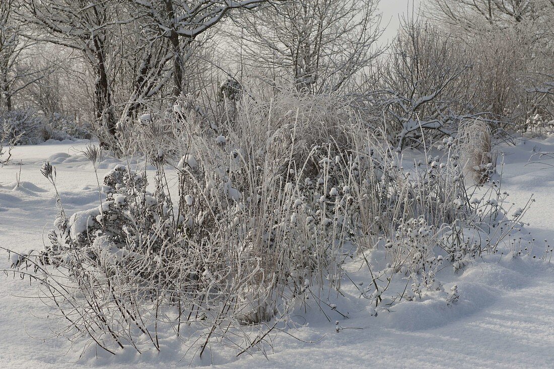 Beet mit verschneiten Stauden und Gräsern im winterlichen Garten