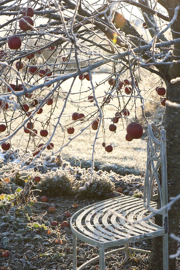 Winterlicher Garten mit Bank unter Apfelbaum (Malus)