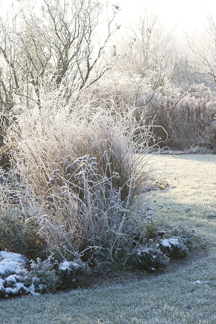 Winter garden with grasses, perennials and shrubs in hoarfrost