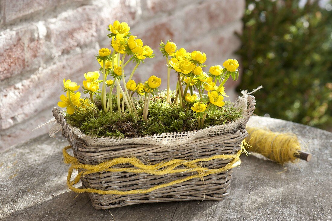 Eranthis hyemalis (winter aconite) with moss in the basket box