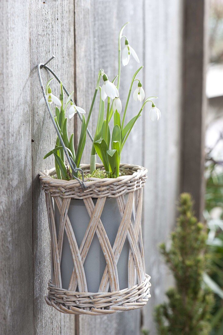Galanthus nivalis in basket hanging on wooden wall