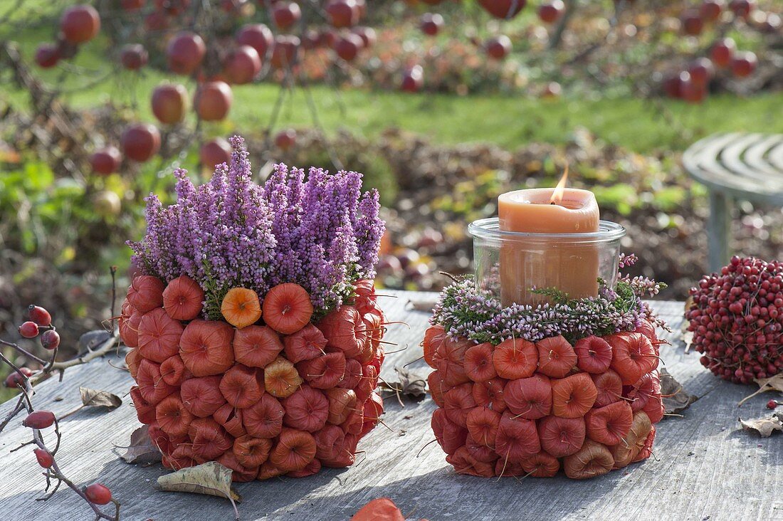 Töpfe beklebt mit Physalis (Lampions) als Übertopf für Erica gracilis