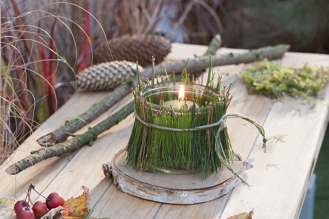 Small lantern with pine needles disguised on birch pane