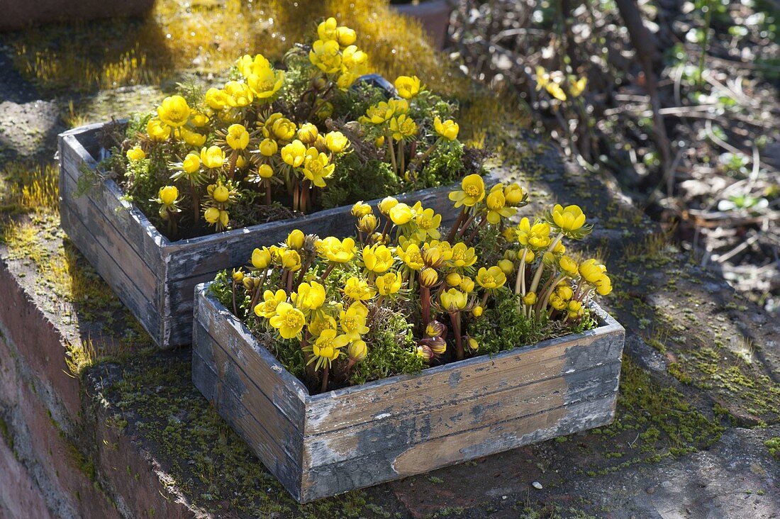 Eranthis (Winterlinge) mit Moos in Holzkaesten auf Mauer