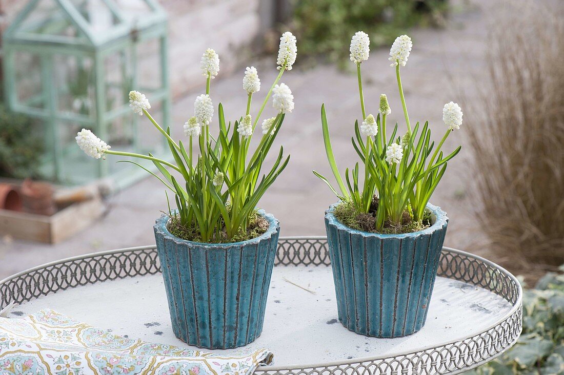 Muscari azureum 'Album' (Traubenhyazinthen) in türkisen Toepfen